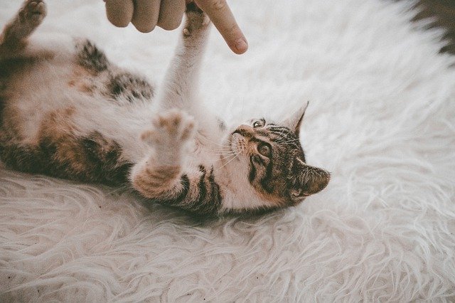 cat-carpet-cleaning